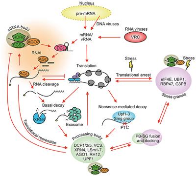 Frontiers | Plant RNA Regulatory Network And RNA Granules In Virus ...